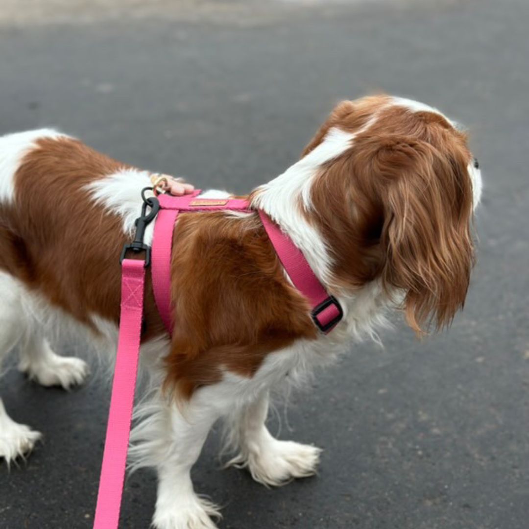SZELKI GUARD Raspberry Rose - obrazek 3